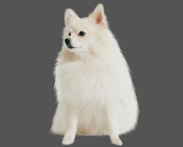 Background Removal & Masking – After example: Fur & Animal Masking